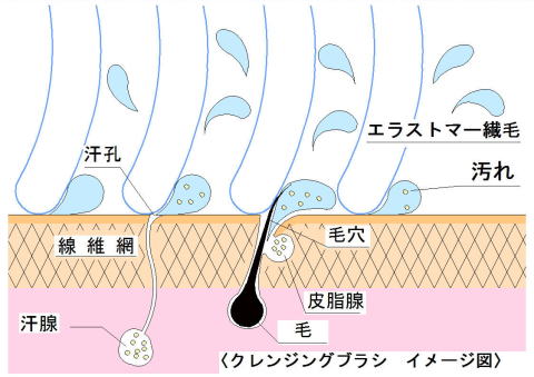 洗顔時イメージ図